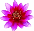 Poolaufkleber Flora 7