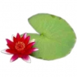 Poolaufkleber Flora 6