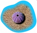 Poolaufkleber Meer 9