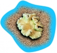 Poolaufkleber Meer 10